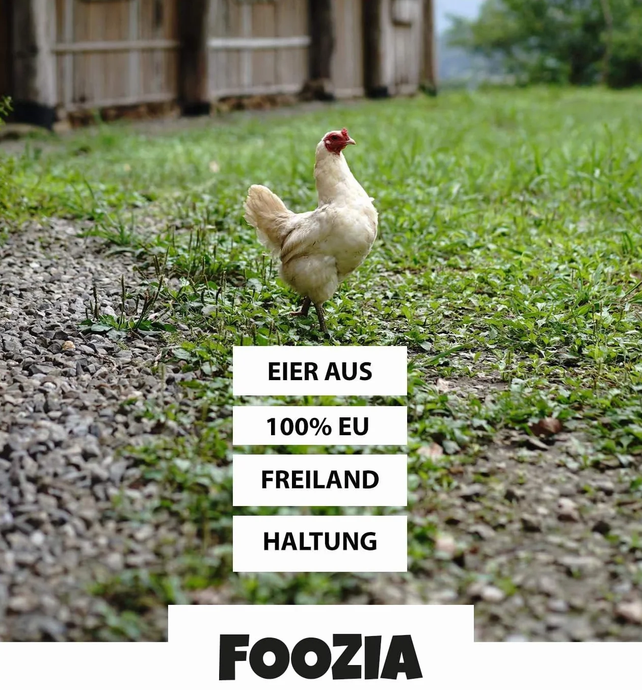 Eiklar płynny grunt 1500 g (3 x 500 g) czyste białko jaja z hodowli na wolnym powietrzu