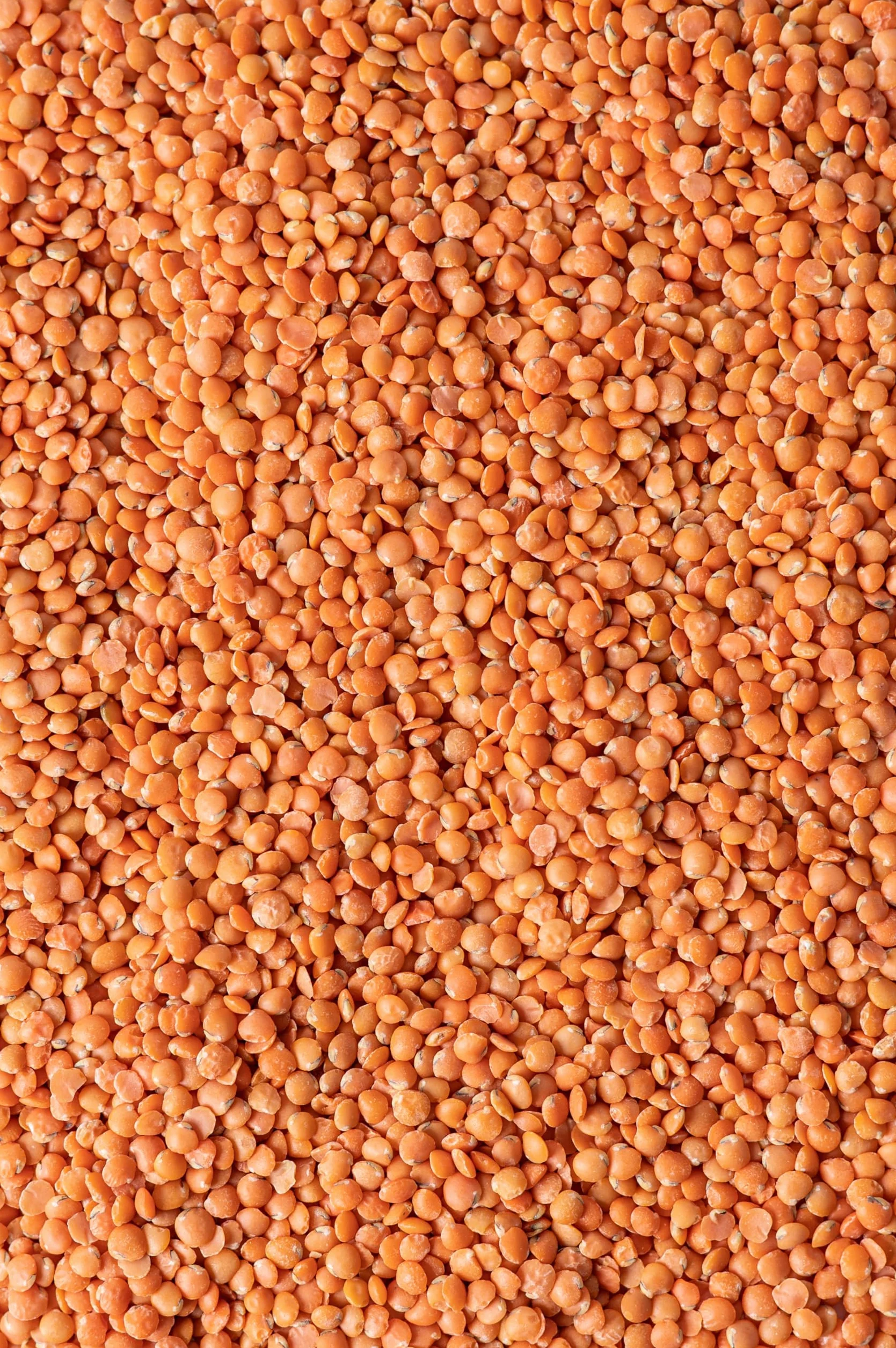 Biojoy BIO Soczewica, czerwona, całe ziarno (2,5 kg)