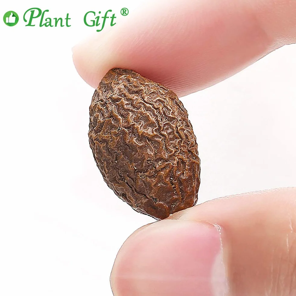 Plant Gift Malva Nut, Dried Sterculia Lychnophora Tea, 胖大海 Malva Nakrętka, Suszona Herbata Stertulia Lychnophora, Lychnophora Hypotensywny, Suszone Pangdahai 125g/4.4oz