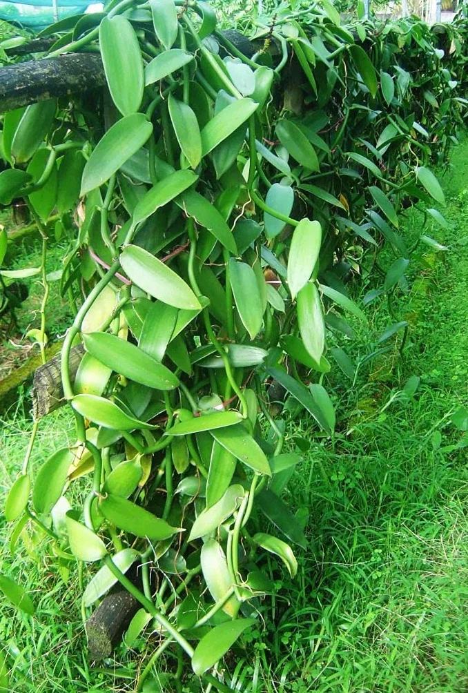 Naturalny proszek waniliowy Bourbon z Madagaskaru 20g całe mielone ziarna wanilii