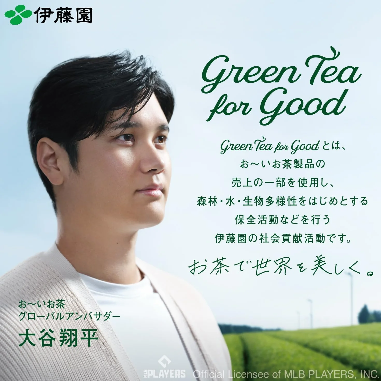Itoen Premium Tea Bag Green Tea Bag 1,8 g - 50 Peace - Green Tea - (typ pakietu)