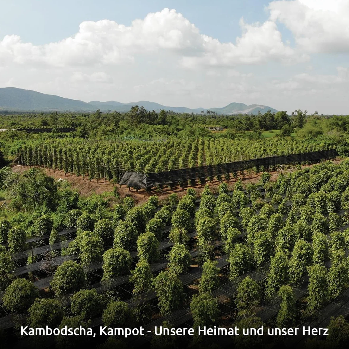 Pepper Field Kampot Pieprz Czarny – Premium Pieprz Czarny W Całości z Kambodży, Świeży & Aromatyczny, Całe Ziarna Pieprzu do Młynka & Kuchni, Great Taste, Idealny do Gotowania & Grillowania, 250g
