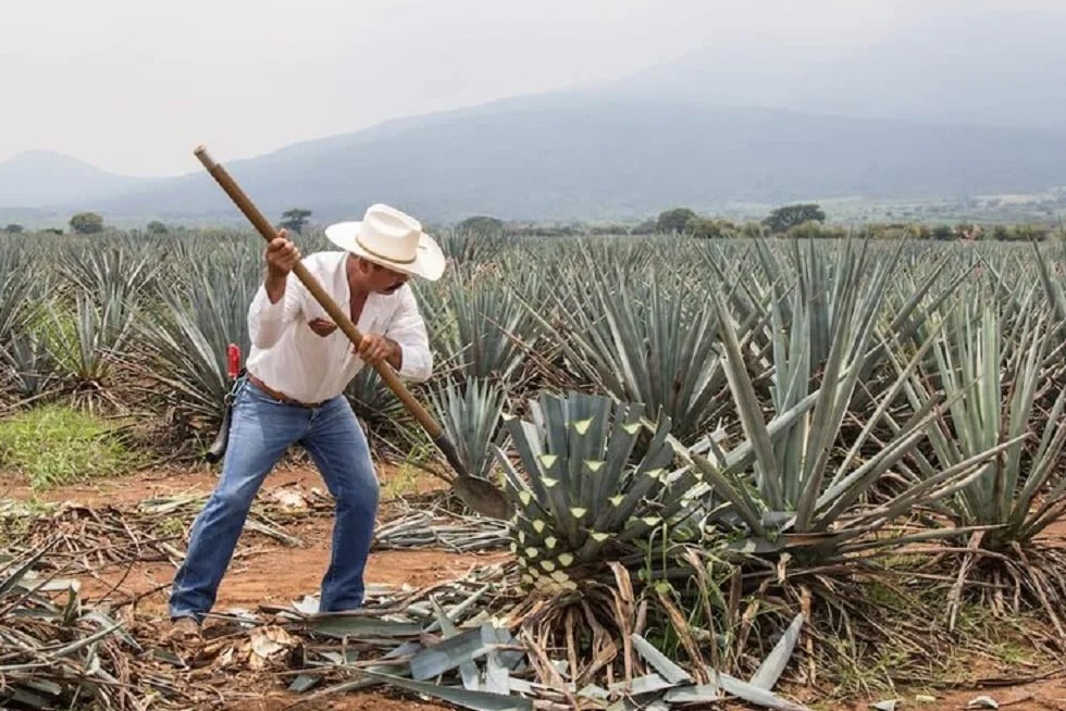 Sól meksykańska Maguey 300 g