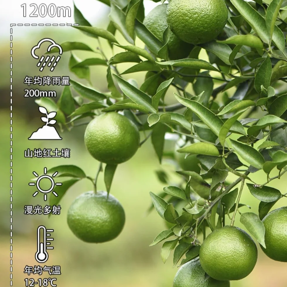 Xinhui Mała Zielona Mandarynka Puerh Dojrzała Herbata 250g 17.64 uncji