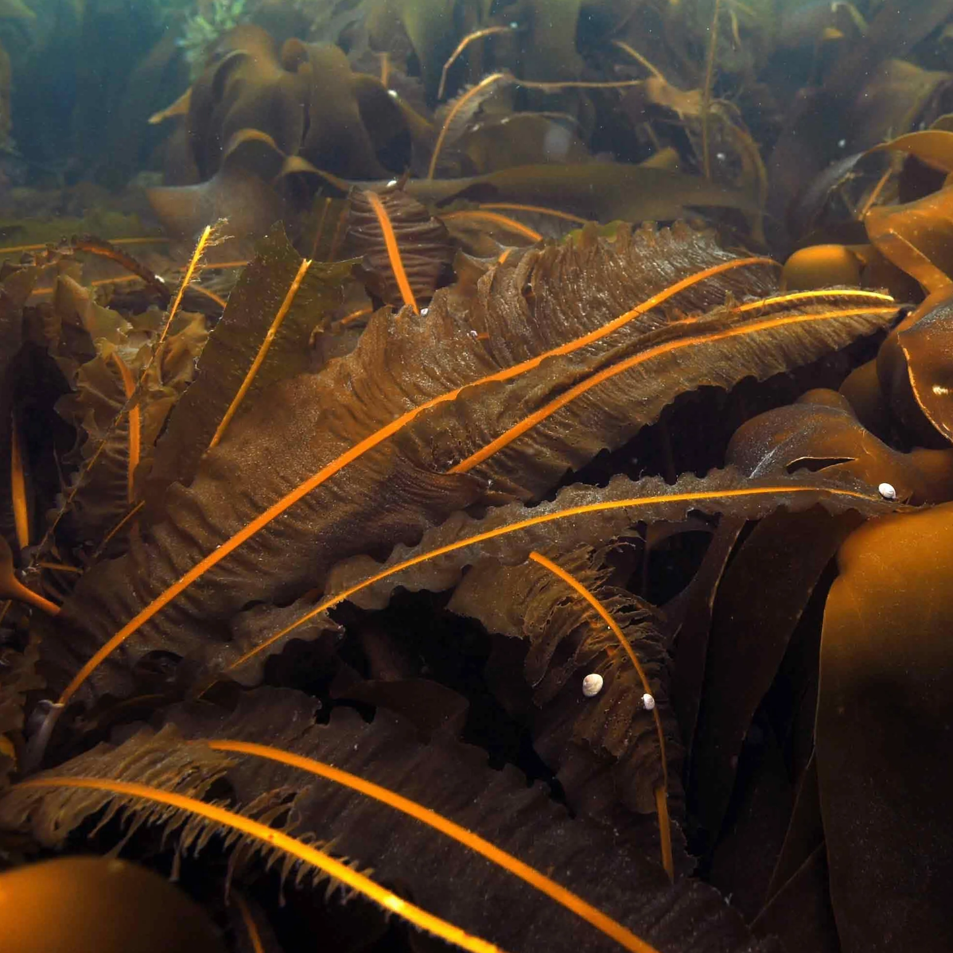 ALGALICIOUS Bio Wakame Płatki | 50 g certyfikowanych irlandzkich wodorostów 2 mm | Francuska kontrola jakości | zrównoważone ręczne zbieranie