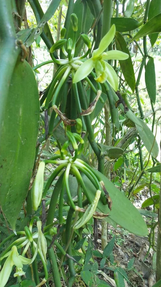 Laski Wanilii Madagaskar Bourbon 15 Lasek (min. 13 cm)