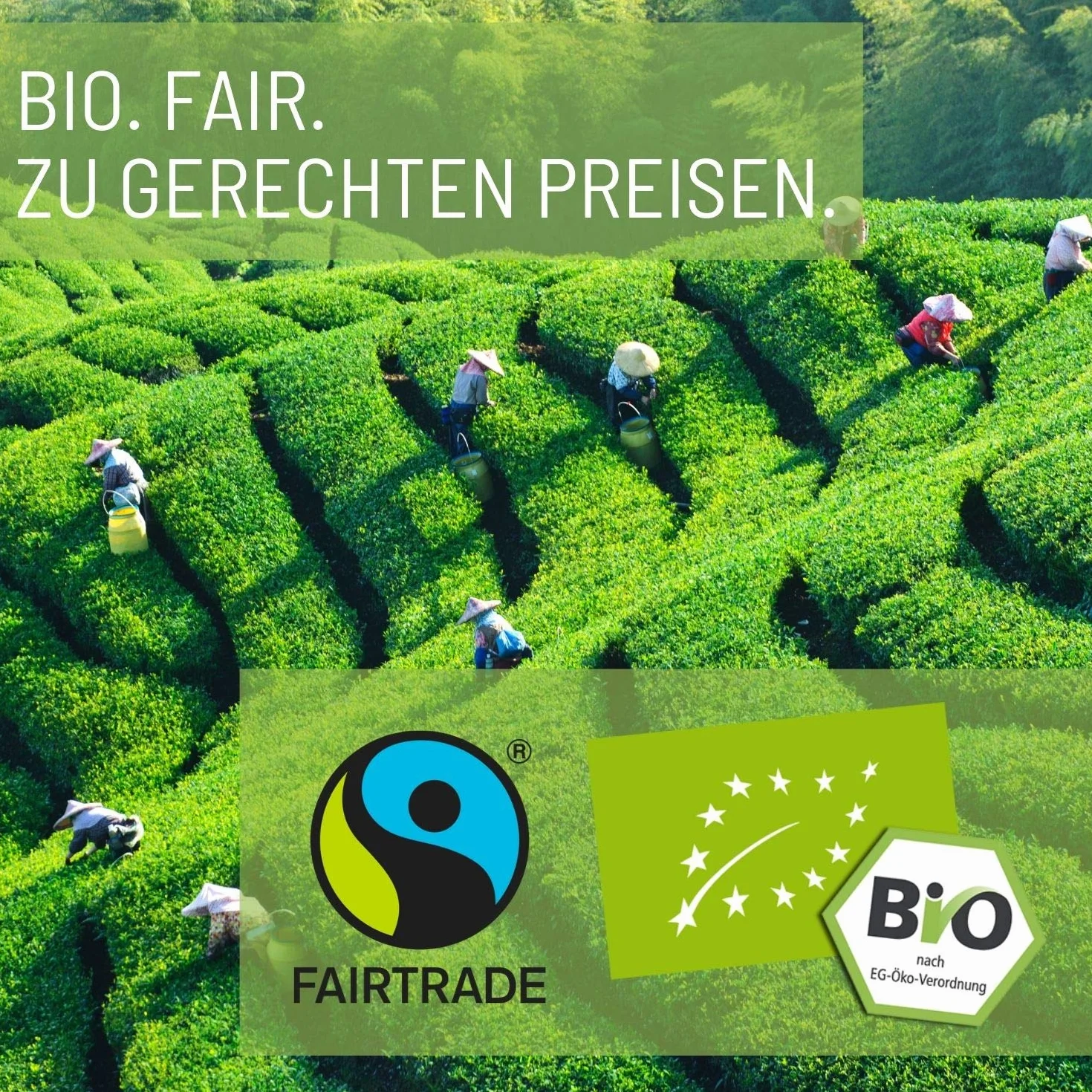 FRUTEG Candi Sugar Sticks Brown 100 sztuk w kartonie