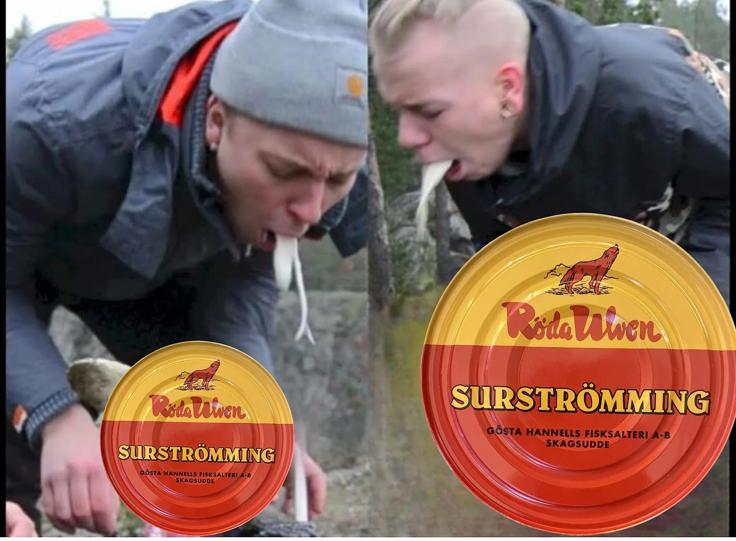 Surströmming HERING Röda Ulven puszka 300 g (z fermentowanym śledziem)