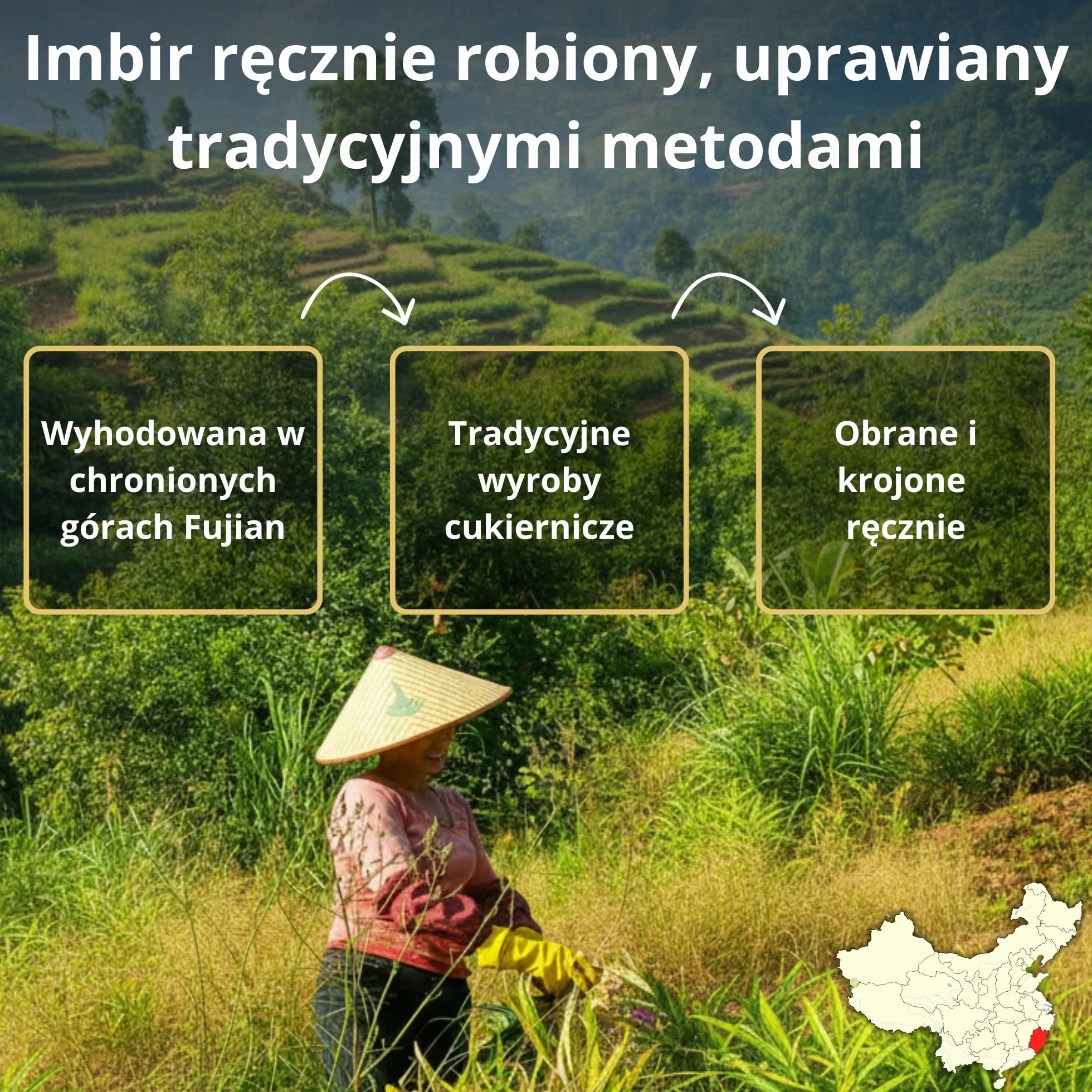 [MA] bio-épicerie | Imbir kandyzowany w kostkach oblany czekoladą | 940G | Pakowane luzem | Certyfikat ekologiczny bio| Najwyższej jakości kandyzowane owoce i czekolada | Bez konserwantów