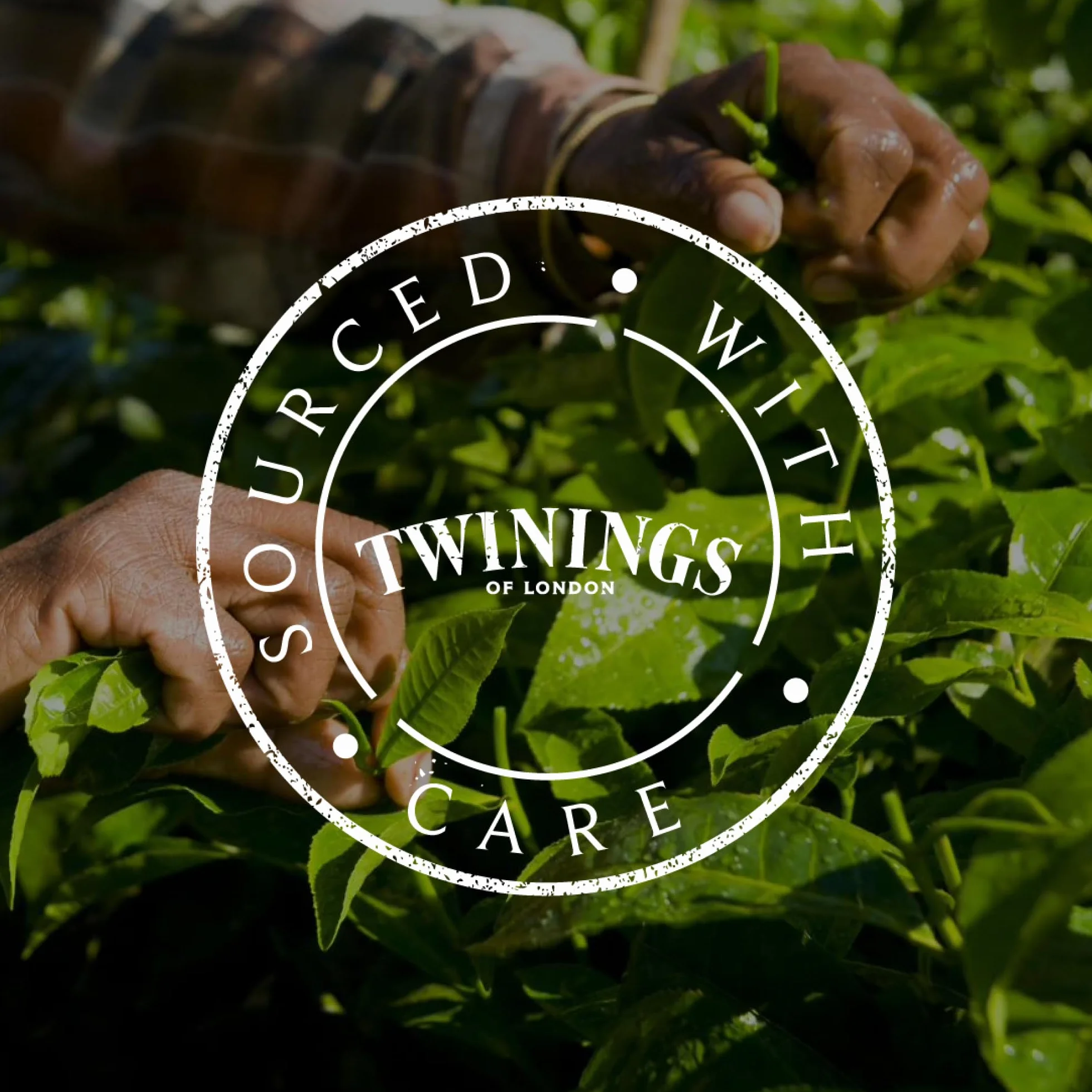 Twinings Lady Grey Czarna herbata w torebkach, mieszanka chińskich rodzajów czarnej herbaty ze skórką pomarańczy i cytryny, uzupełniona aromatem bergamotki, 25 torebek herbaty, 50 g