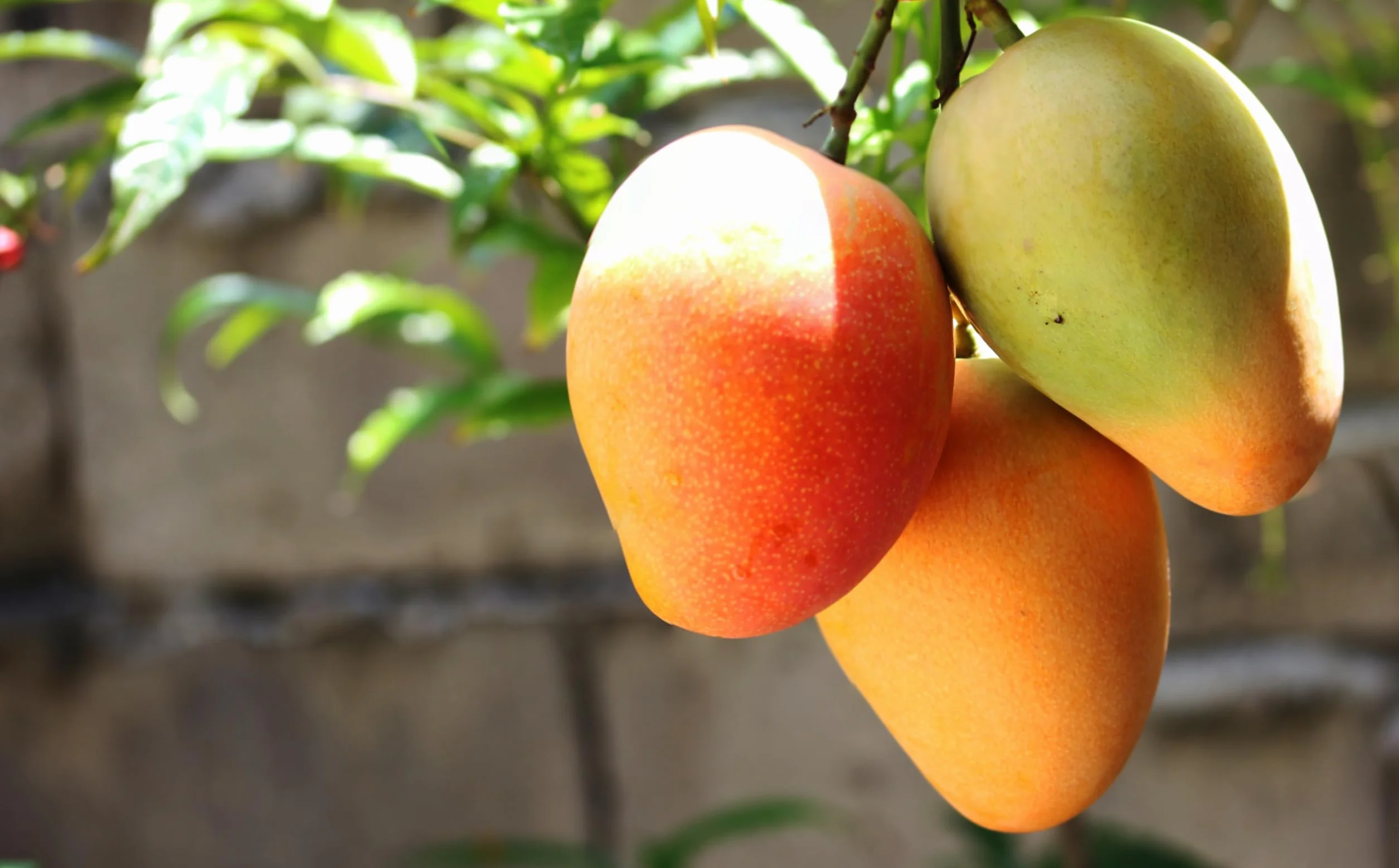 Mundo Feliz Organiczne Suszone Paski Mango, 3 X 200 G