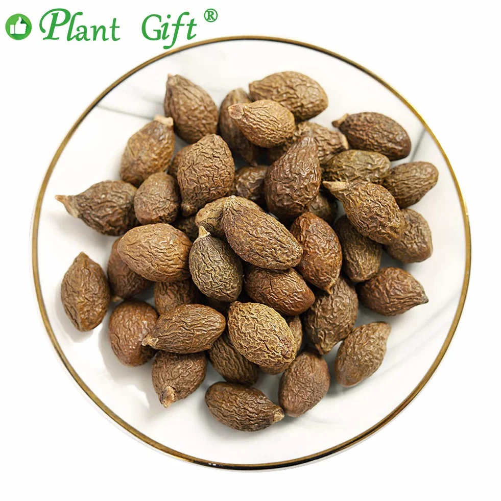 Plant Gift Malva Nut, Dried Sterculia Lychnophora Tea, 胖大海 Malva Nakrętka, Suszona Herbata Stertulia Lychnophora, Lychnophora Hypotensywny, Suszone Pangdahai 125g/4.4oz