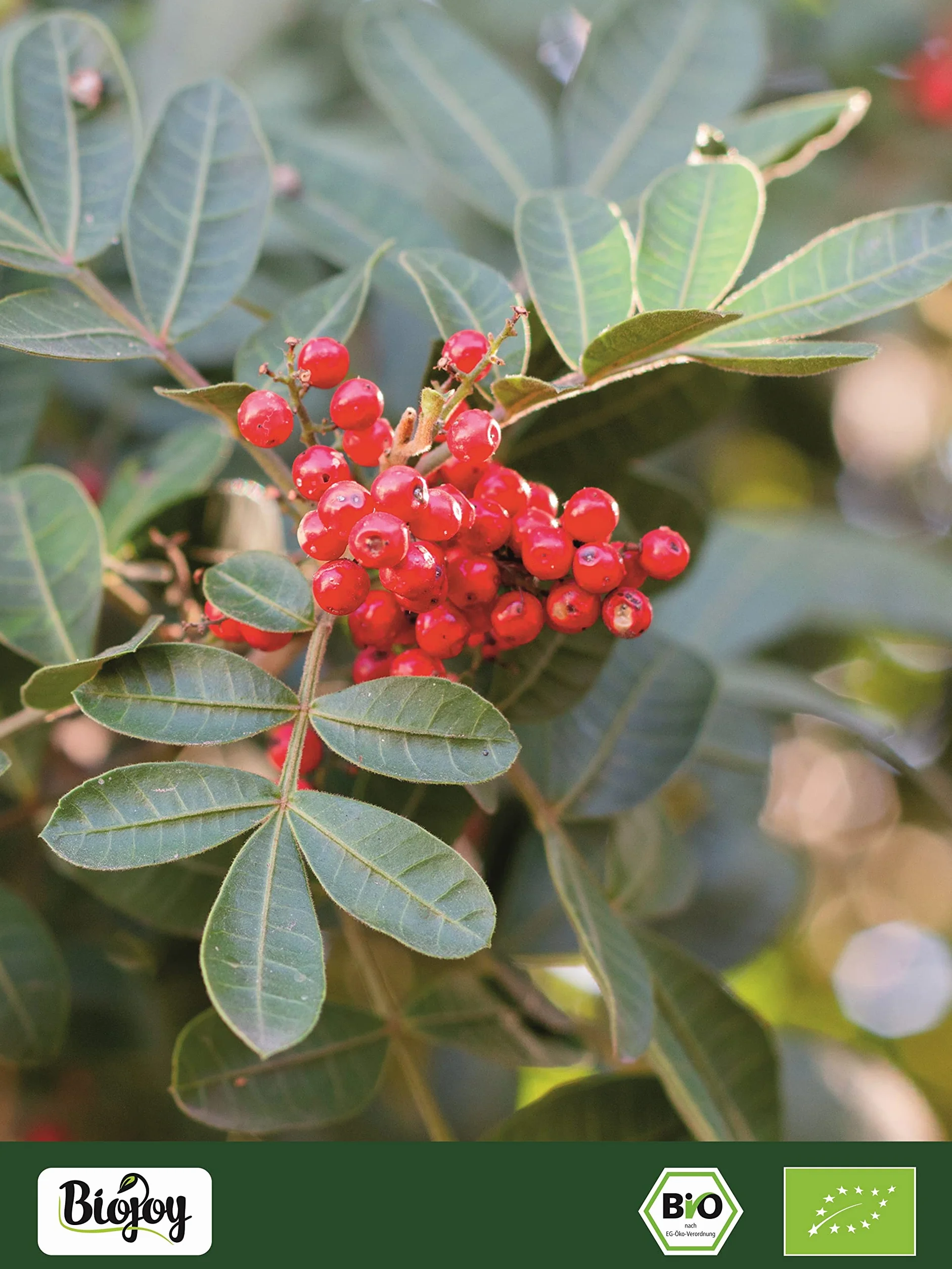 Biojoy Ekologiczny Różowy pieprz cały (100 g), jagody pieprzu różowego bez dodatków (Schinus terebinthifolia)